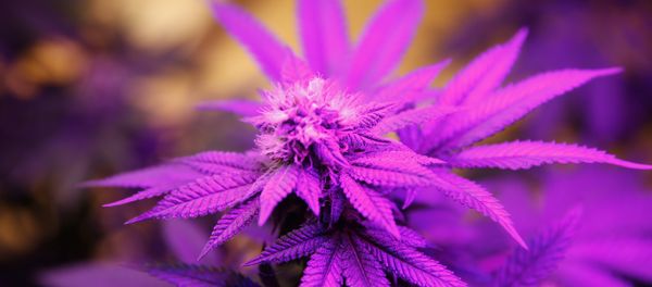 Ultraviolet grow lights illuminate marijuana plants in a grow room in Denver, Colorado - Sputnik International