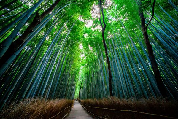 Mystic and Bizarre Forests Around the World - Sputnik International