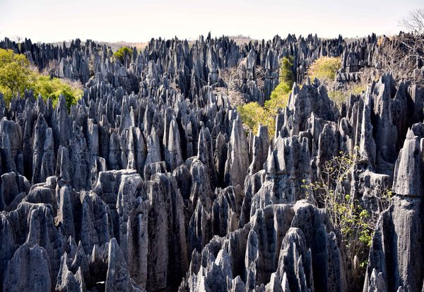 Mystic and Bizarre Forests Around the World - Sputnik International