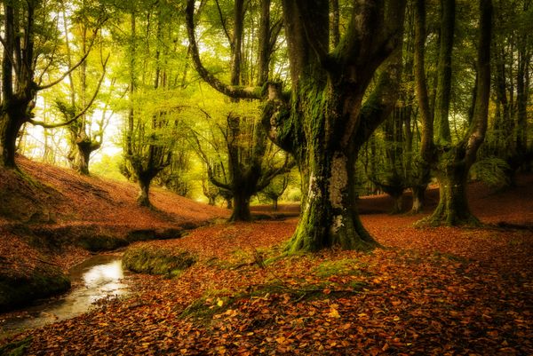 Mystic and Bizarre Forests Around the World - Sputnik International