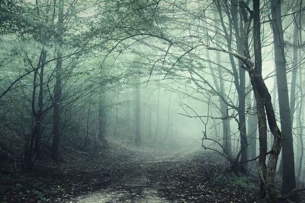Mystic and Bizarre Forests Around the World - Sputnik International