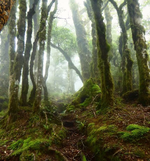 Mystic and Bizarre Forests Around the World - Sputnik International