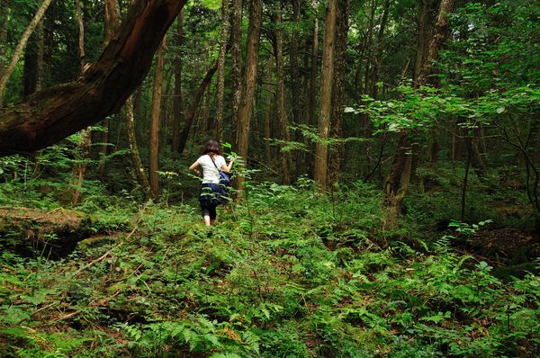 Mystic and Bizarre Forests Around the World - Sputnik International