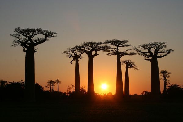 Mystic and Bizarre Forests Around the World - Sputnik International