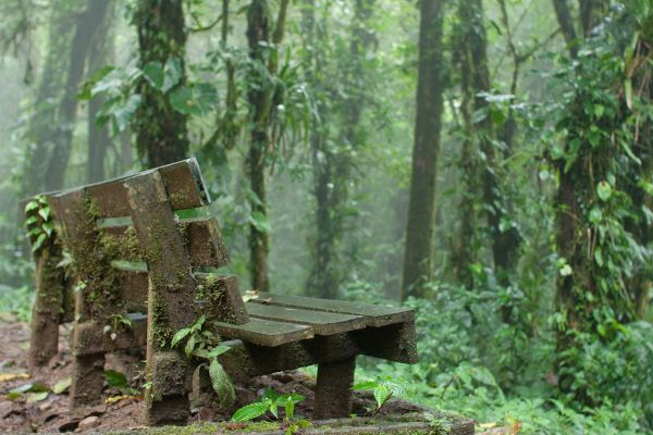 Mystic and Bizarre Forests Around the World - Sputnik International