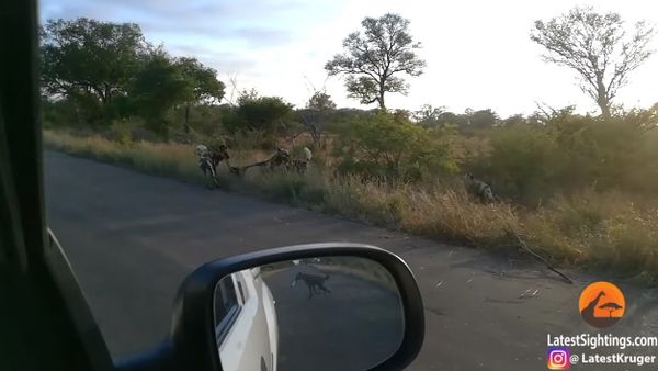 Battle Between Wild Dogs and Spotted Hyenas - Sputnik International