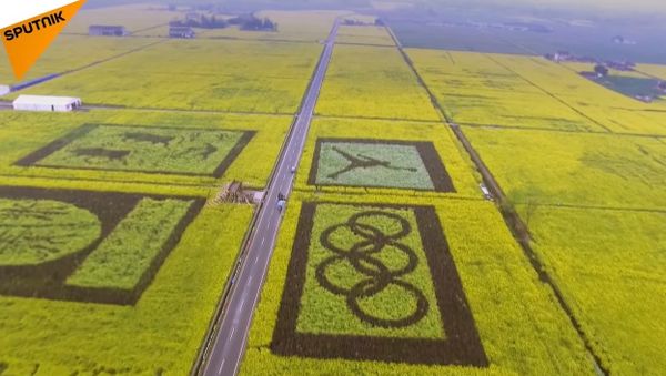 China: Enormous Rapeseed Fields Blossom In Sichuan Province - Sputnik International