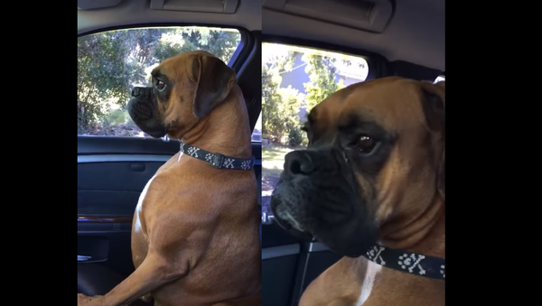 ‘Shut up and Drive’: Boxer Pouts After Being Left in Car - Sputnik International
