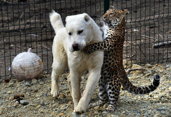 This Week in Pictures: March 24-30 - Sputnik International