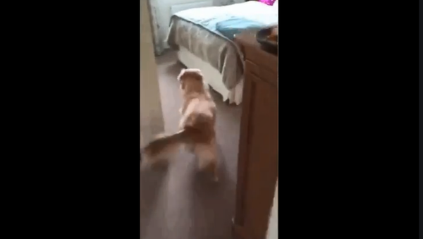Dog reunites with owner - Sputnik International