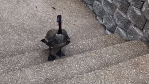 Goose - Sputnik International