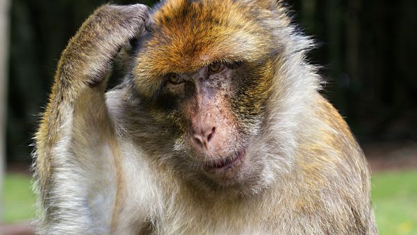 Monkey - Sputnik International