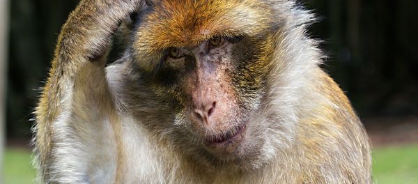 Monkey - Sputnik International