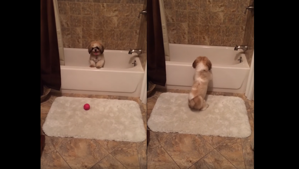 No New Friends? Shih Tzu’s Solo Game of Fetch - Sputnik International