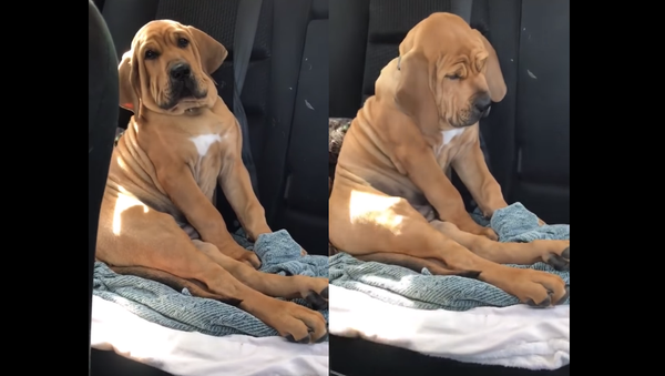 Ruff Day: Pup Slips Into Slumber While Sitting Up - Sputnik International