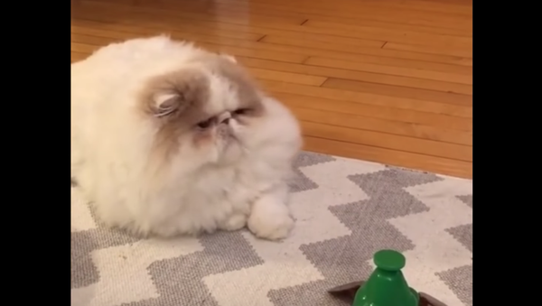 Feisty Feline Has No Time For Owner’s Airborne Contraption - Sputnik International