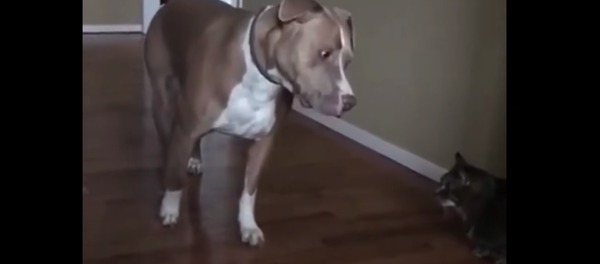 Scary Cat: Pit Bull Treads Lightly Around New Kitten - Sputnik International