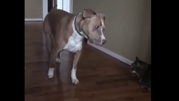 Scary Cat: Pit Bull Treads Lightly Around New Kitten - Sputnik International