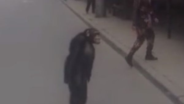 Richard The Chimpanzee Attempts Prison Break - Sputnik International