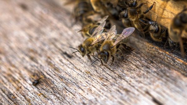 Bees - Sputnik International