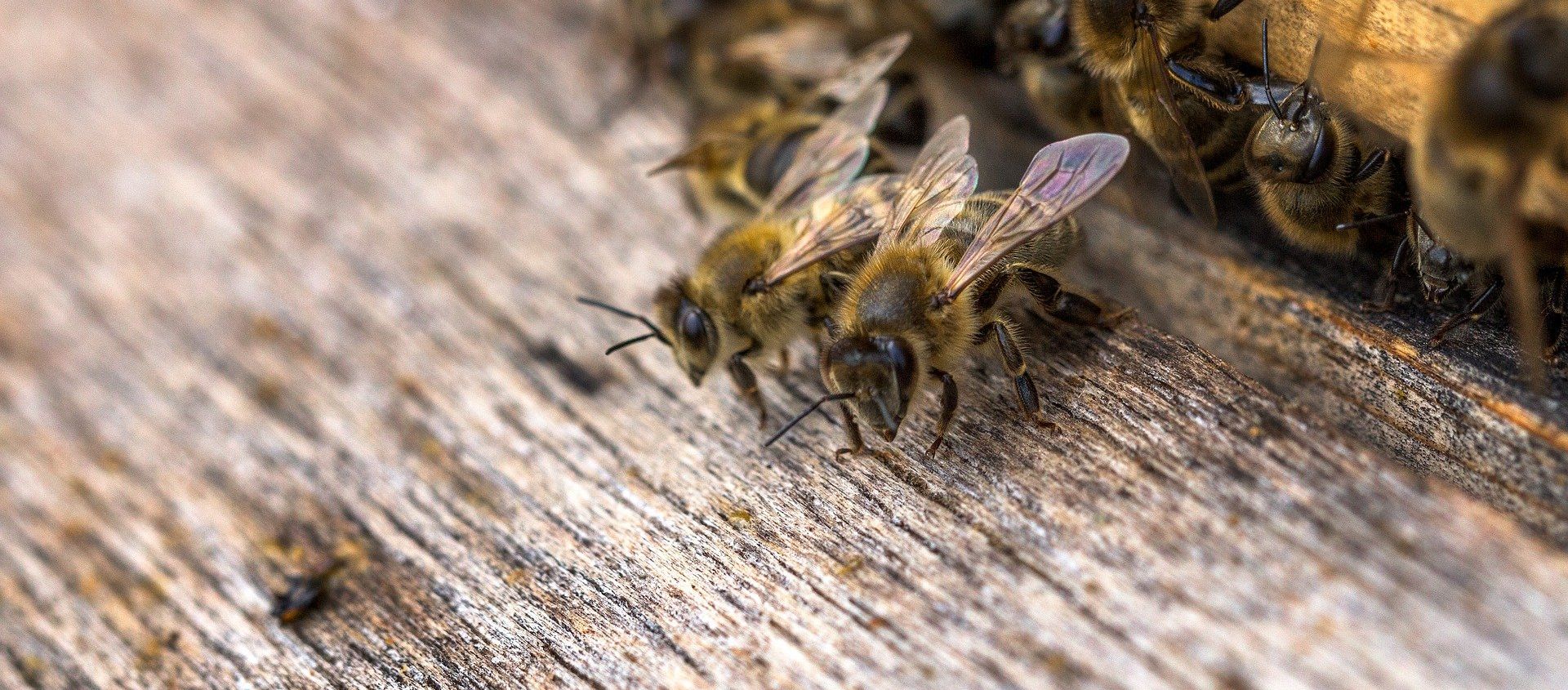 Bees - Sputnik International, 1920, 07.02.2020