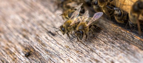 Bees Bees - Sputnik International