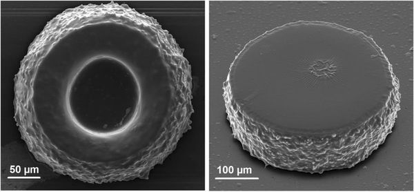 SEM images of 3D polymer microstructures obtained by NIR-light-activated photopolymerization in a thin layer SEM images of 3D polymer microstructures obtained by NIR-light-activated photopolymerization in a thin layer - Sputnik International
