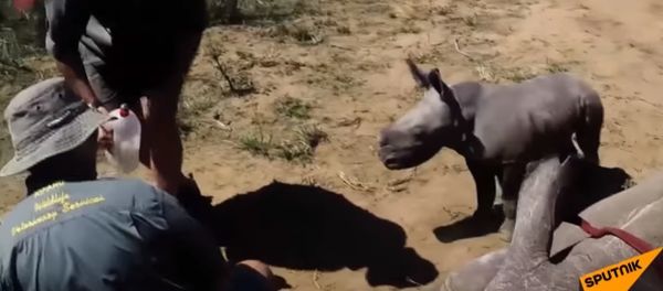 South Africa: Baby Rhino Attacks Vets as They Treat Mother's Toe South Africa: Baby Rhino Attacks Vets as They Treat Mother's Toe - Sputnik International