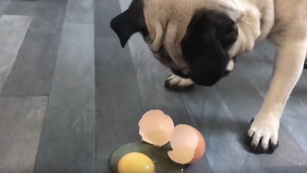 Pug’s Poor Performance in the #EggChallenge - Sputnik International