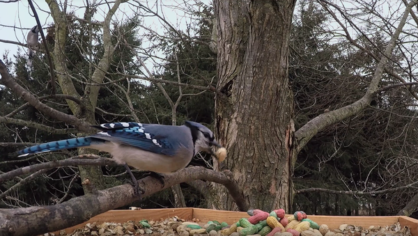 Bird Feeder Blitz: Blue Jay Forced to Make Fast Decision - Sputnik International