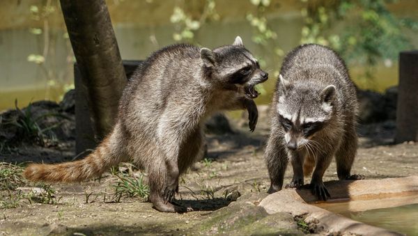 Raccoons - Sputnik International