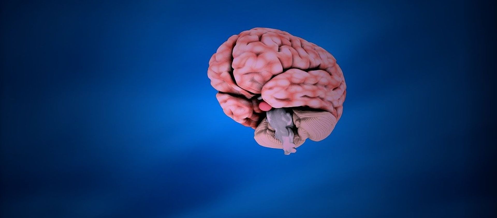 Brain. - Sputnik International, 1920, 06.08.2021