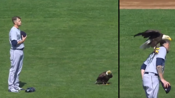 Free Bird: Bald Eagle Perches on Pitcher’s Shoulder During US National Anthem - Sputnik International