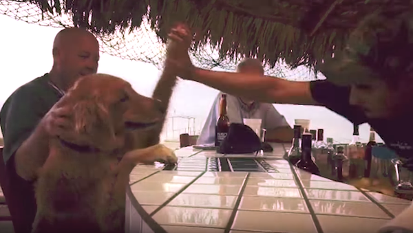 Golden Retriever High Fives Bartender For Treats - Sputnik International