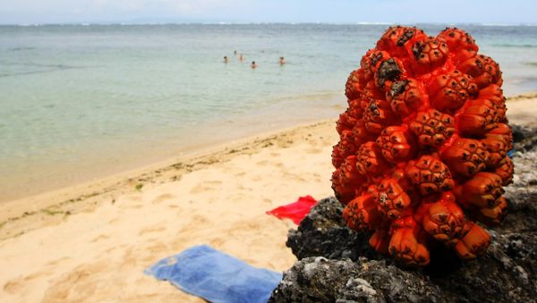 Indonesia beach - Sputnik International