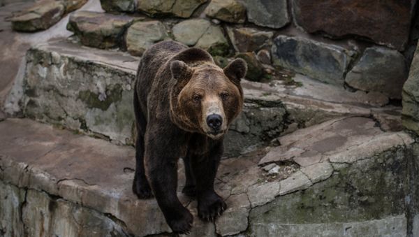 A brown bear (File) - Sputnik International