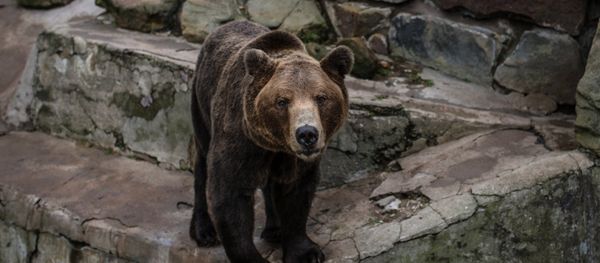 A brown bear (File) - Sputnik International