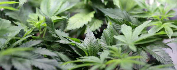 Marijuana plants on display Marijuana plants on display - Sputnik International