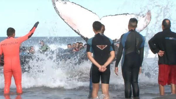 Humpback Whale Stranded on Argentine Beach Rescued - Sputnik International