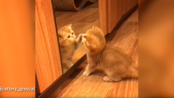 Curiosity Distracts the Cat - Sputnik International