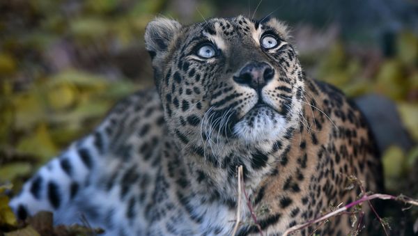 Leopard - Sputnik International