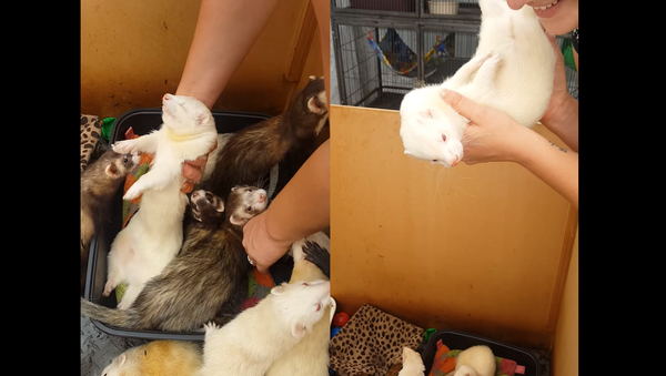 Dead or Alive? Flexible Ferret’s Deep Sleep - Sputnik International