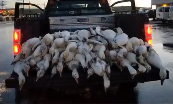 Dozens of geese drop dead in Idaho after severe storm Dozens of geese drop dead in Idaho after severe storm - Sputnik International
