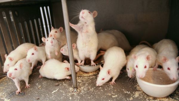Mice - Sputnik International