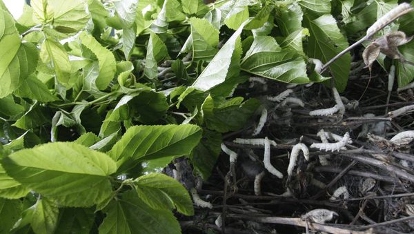 silkworms crawl on a pile of mulberry twigs silkworms crawl on a pile of mulberry twigs - Sputnik International