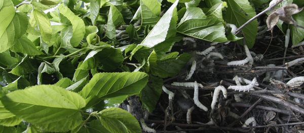 silkworms crawl on a pile of mulberry twigs silkworms crawl on a pile of mulberry twigs - Sputnik International
