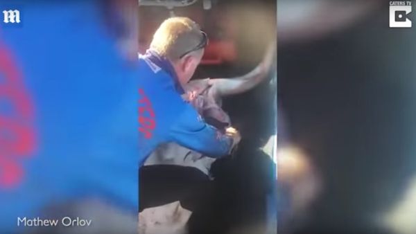 Fisherman in Australia performs C-Section on pregnant shark Fisherman in Australia performs C-Section on pregnant shark - Sputnik International