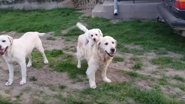 ‘Giddy up, Golden!’ Bichon Frise Hitches a Ride on Buddy’s Back - Sputnik International