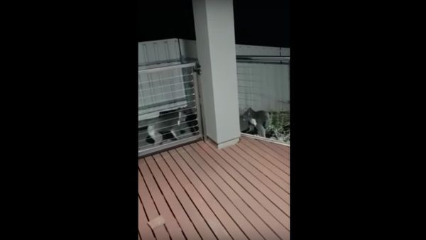Koalas go toe to toe in Adelaide, Australia. - Sputnik International