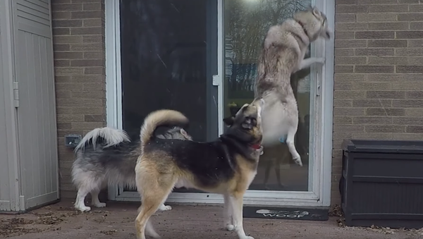 Hungry, Hungry Husky Hops for Joy Over Dinner - Sputnik International